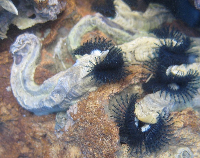 Blue Tube worms Otago Harbour Spirobranchus cariniferus Abby Smith 650