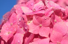 Allison-Brown_pink hydrangeas in dew_226