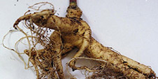 ginseng-root-small-image