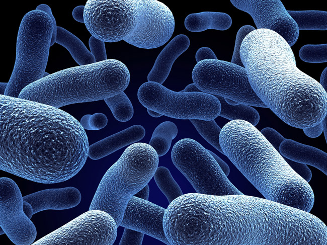Bacteria-image