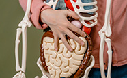 A person's arm and hand holding an anatomical model of a human skeleton and internal organs stock image thumbnail