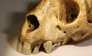 Archaeolemur skull showing large and robust anterior dentition thumb
