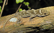 Te mokomoko a Tohu gecko sitting on a log thumbnail
