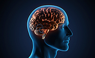 Illustration of human head outline and brain thumbnail