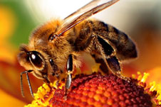 Bee apis image