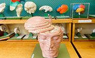 Anatomy museum head slice thumb