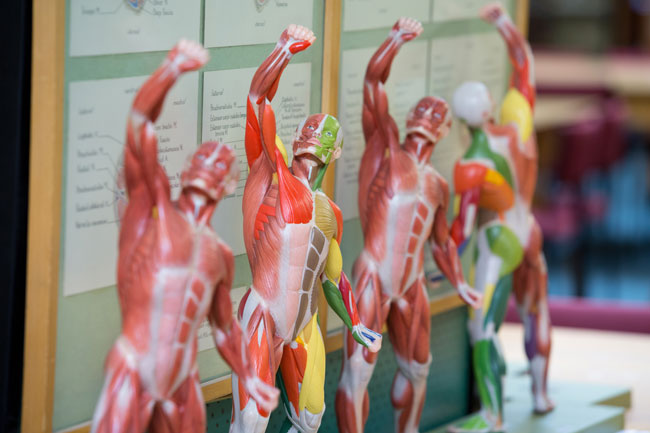 Anatomy museum colourful bodies image