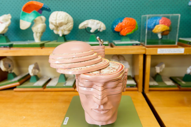 Anatomy museum head slice image
