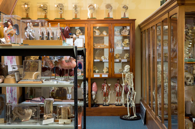 Anatomy museum display cases image