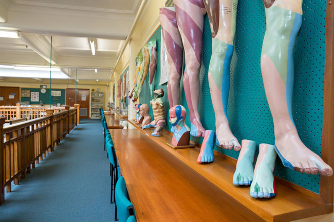 Anatomy museum leg wall image
