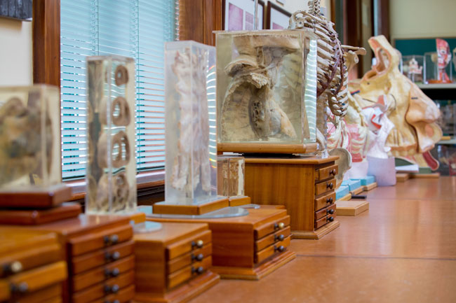 Anatomy museum real specimens image