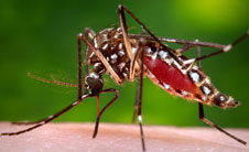 Mosquito image