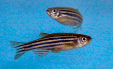 Fish and fish image