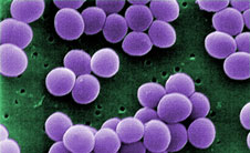 Staphylococcus image