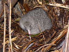 little spotted kiwi image