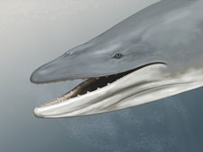 Baleen whale image