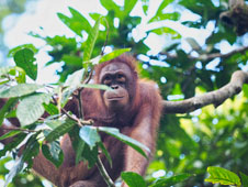 Sci Comm filmmakers win orangutan image