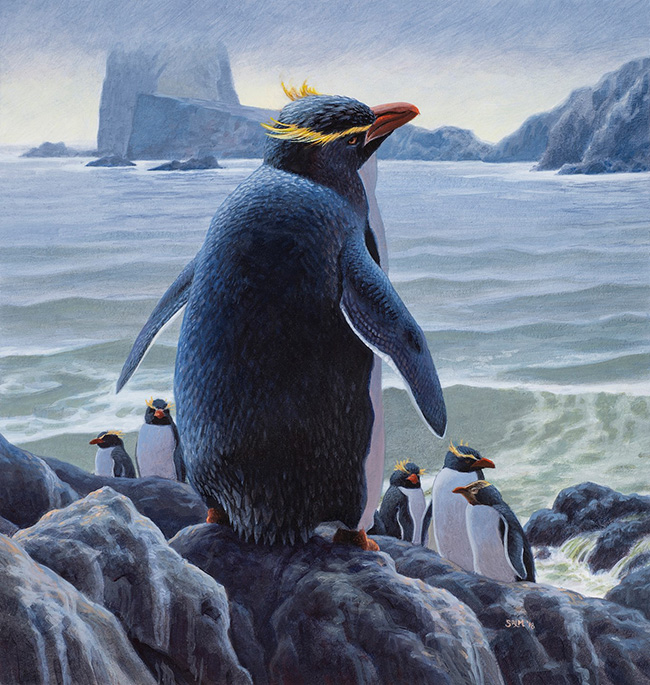 Penguins full image