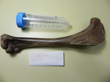 An 11cm long humerus upper arm or wing bone from a Haast’s Eagle image