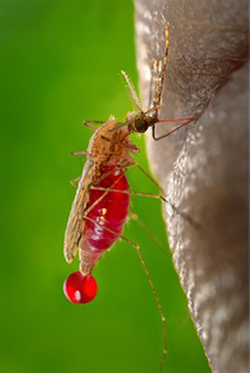 Mosquito image 2019