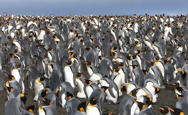 King penguins image large