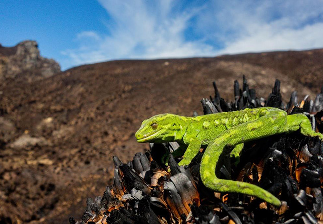 Jewelled gecko survivor post Papanui fire. Photo Carey Knox Image