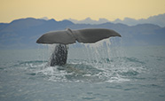 Sperm whale tail. Pic credit Marine Mammal Lab, UoO thumbnail