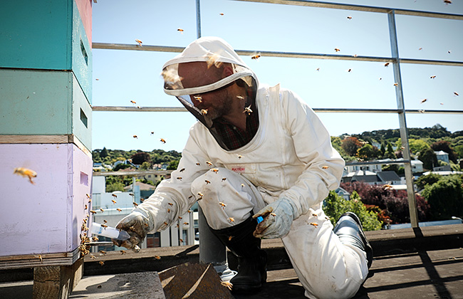 Paul Szyszka catches honey bees from the bee hive at the roof of the Zoology Department image 2020
