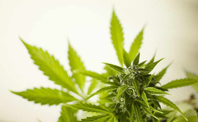 marijuana-plant-full-widith-image