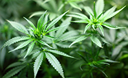 Cannabis seedlings thumb