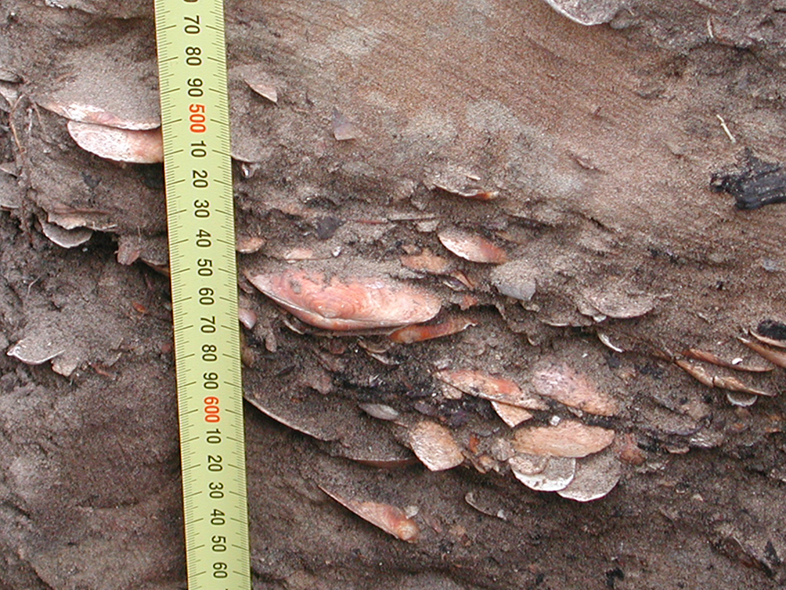 A closeup from a section of the main pit. The joining, closed pipi shells in the centre (right of the 550mm tape increment) were radiocarbon dated to the period 1430-1460 CE image