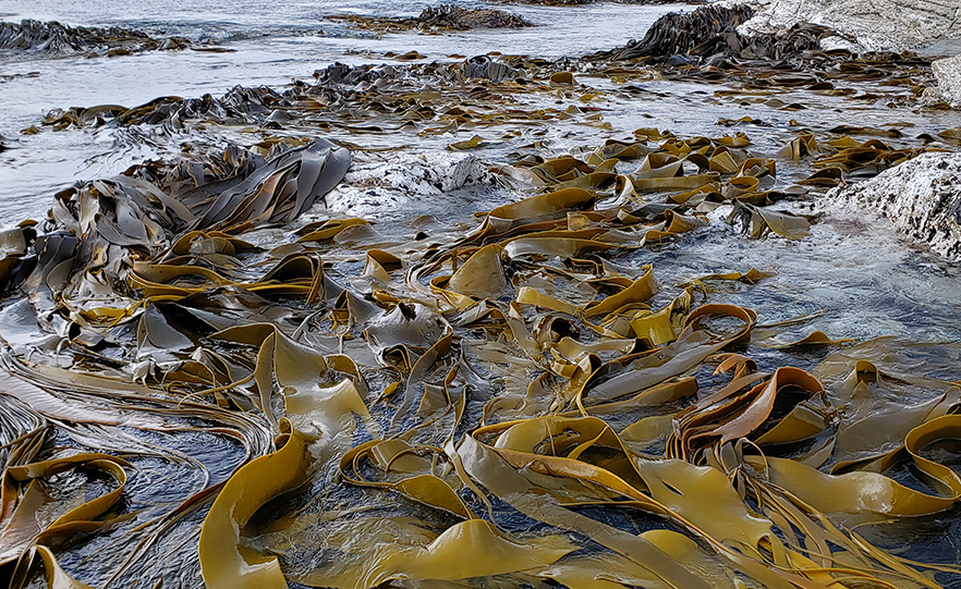 Kelp image