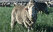 Castrated Sheep Gus thumbnail