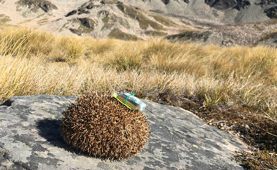 A hedgehog with a GPS tag attached image