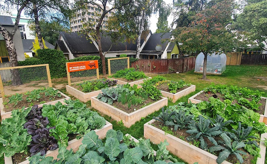 Sustainability Neighbourhood vegetable garden image