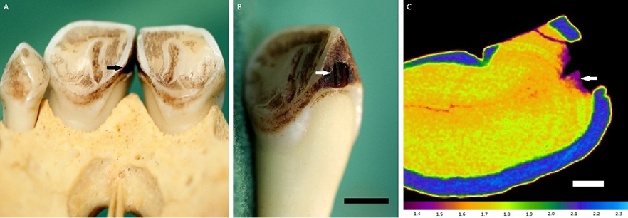 Photographs and thermal image of dental decay on monkey teeth image
