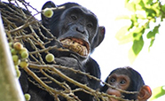 Chimpanzee eating figs thumbnail