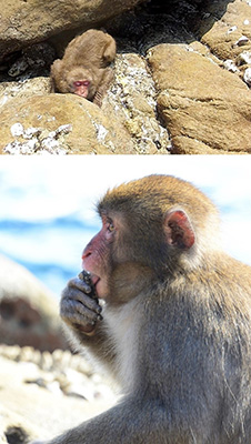 Koshima Island macaques removing and eating limpets image
