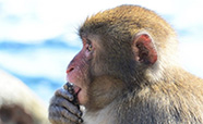 Koshima Island macaques thumbnail