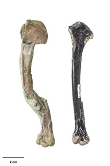 The wing bone of Catriona’s shelduck (left) compared to a wing bone of the St Bathans shelduck (right) image