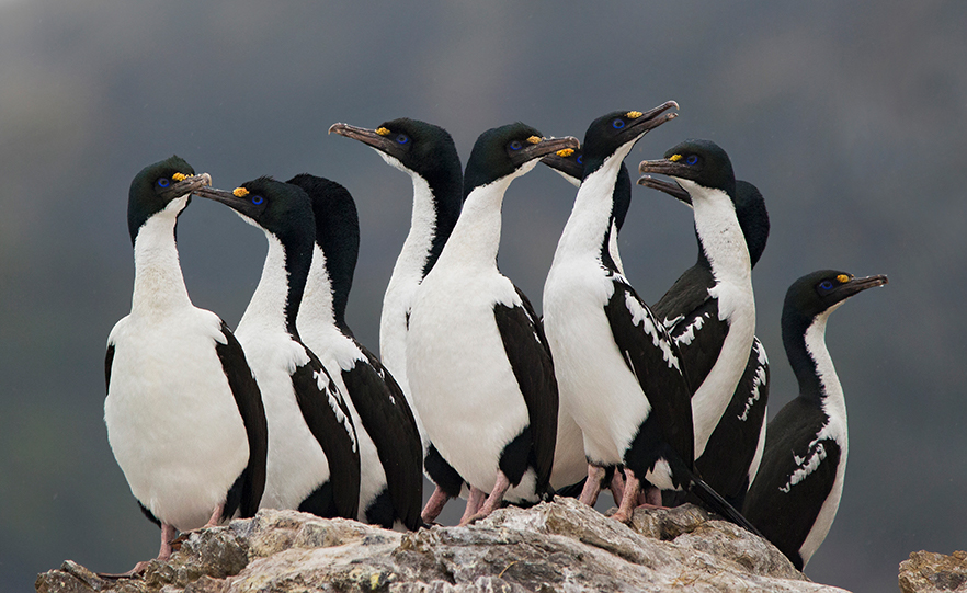A group of King shags image