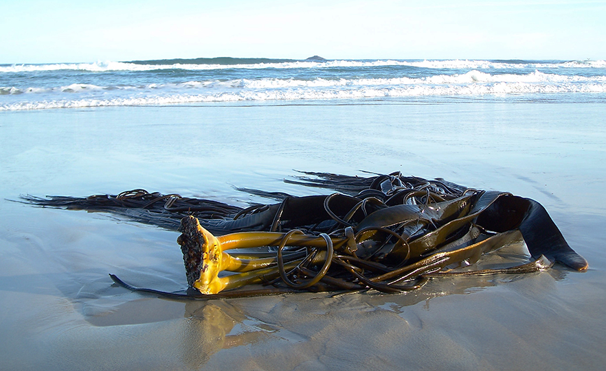 Kelp raft on a beach image