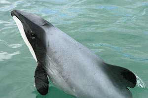 A Hector's dolphin