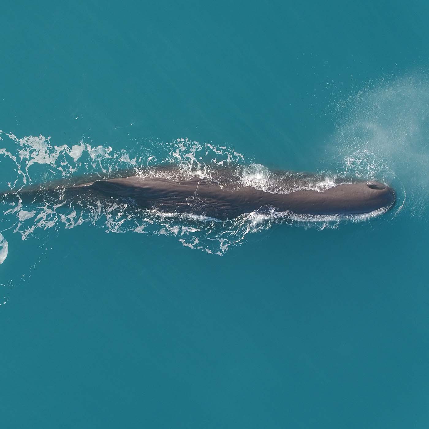 View from above of a whale in the ocean