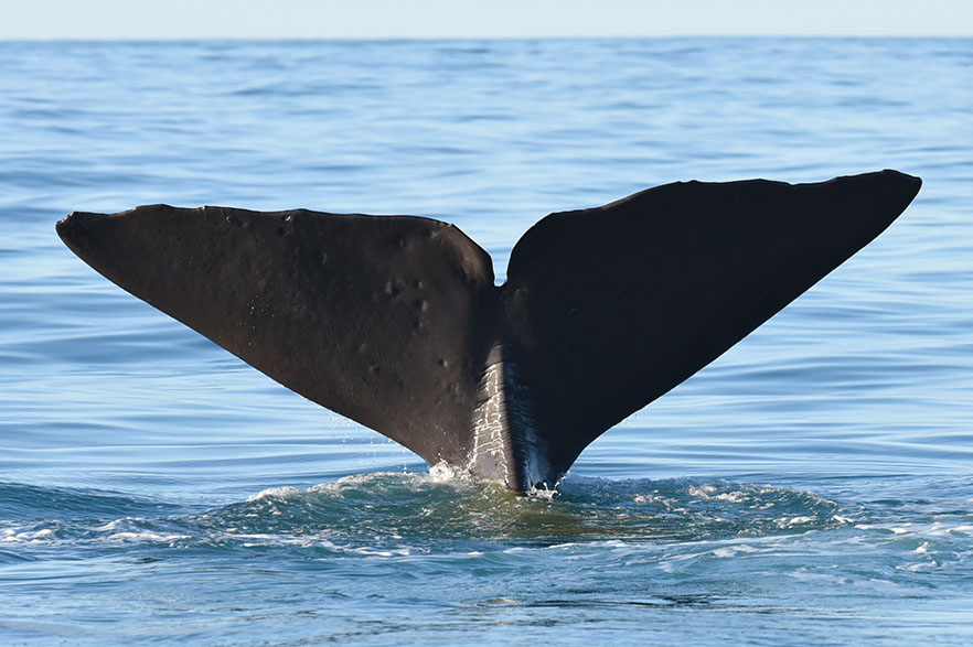 Whale tail above water in ocean