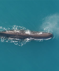 View from above of a whale in the ocean-cover image