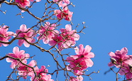 Magnolia blossoms tn