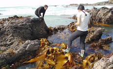 Sampling kelp on New Zealand's southern coast 