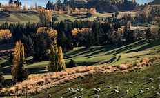 Farm scene with sheep 