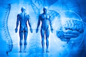 Blue human anatomical figures image